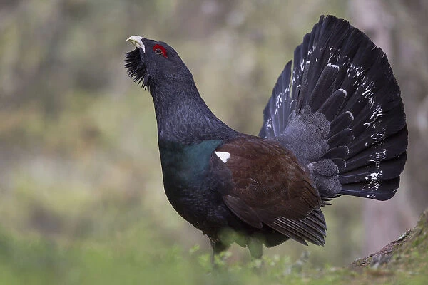 Capercaillie or Western Capercaillie -Tetrao urogallus-, displaying, Tyrolean Oberland, Tyrol, Austria