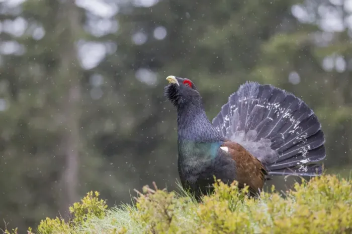 Framed Print : Capercaillie or Western Capercaillie -Tetrao urogallus-, displaying, Tyrolean Oberland, Tyrol, Austria Framed Print : Capercaillie or Western Capercaillie -Tetrao urogallus-, displaying, Tyrolean Oberland, Tyrol, Austria