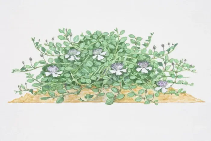 Framed Print : Capparis spinosa, Caper, low sprawling shrub, flowers with white petals and long purple stamens Framed Print : Capparis spinosa, Caper, low sprawling shrub, flowers with white petals and long purple stamens
