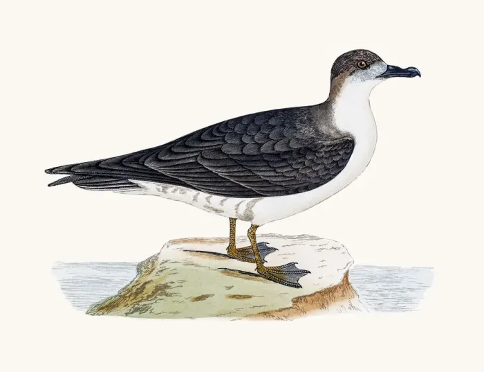 Framed Print : Capped Petrel Framed Print : Capped Petrel