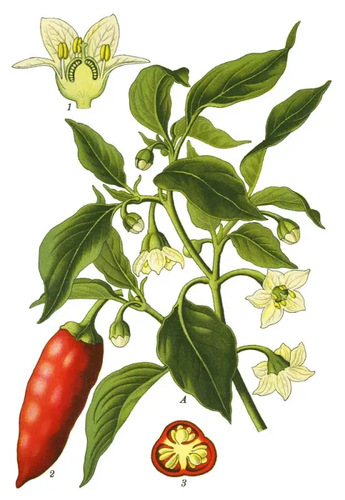 Framed Print : Capsicum, peppers, cayenne peppers Framed Print : Capsicum, peppers, cayenne peppers