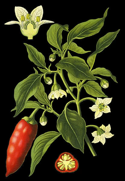 Capsicum, peppers, cayenne peppers