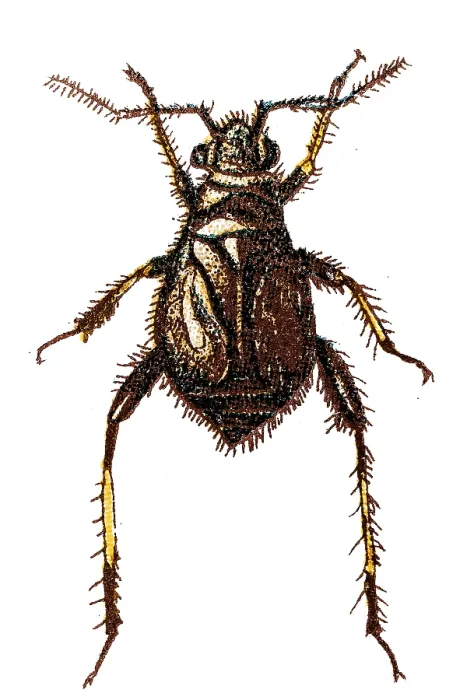 Framed Print : Capsus ater is a species of bug in the Miridae family Framed Print : Capsus ater is a species of bug in the Miridae family