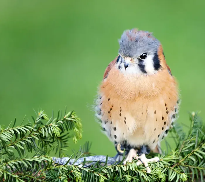 Framed Print : Captive American Kestrel (Falco sparverius) at Tackapausha Preserve in Seaford Framed Print : Captive American Kestrel (Falco sparverius) at Tackapausha Preserve in Seaford