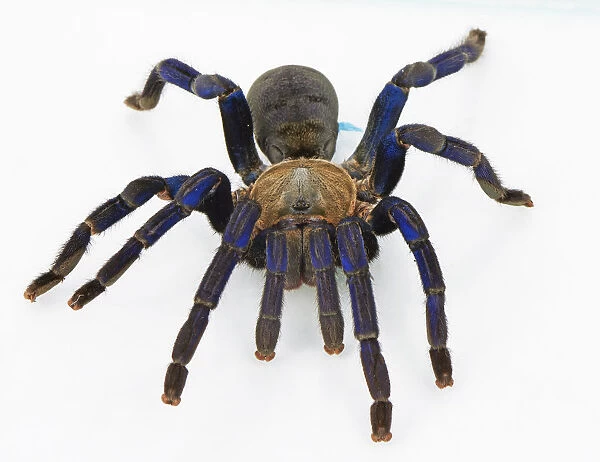 captive animals, cobalt blue tarantula, cyriopagopus lividus, furry, grey, haplopelma lividum