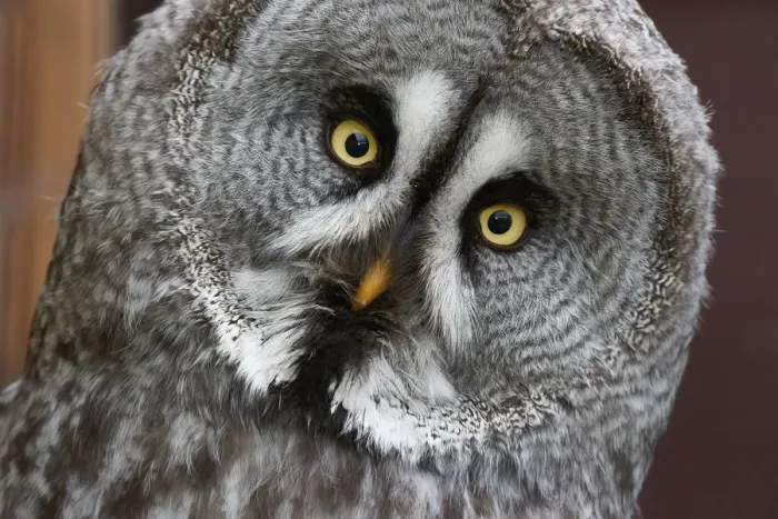 Framed Print : captive animals, great grey owl, grey, nobody, strigidae, strix nebulosa Framed Print : captive animals, great grey owl, grey, nobody, strigidae, strix nebulosa