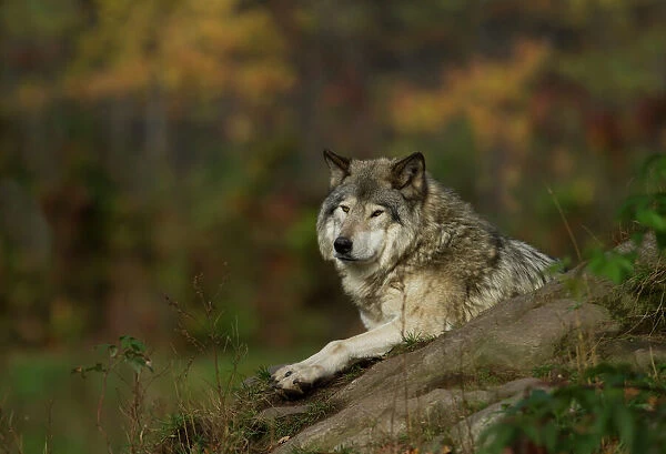 captive, carnivore, close, creature, fall, front, furry, grey, grey wolf, lupus, outside