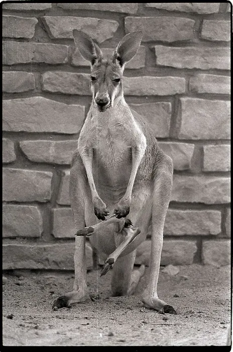 Framed Print : Captive Kangaroo with Baby in Pouch Framed Print : Captive Kangaroo with Baby in Pouch