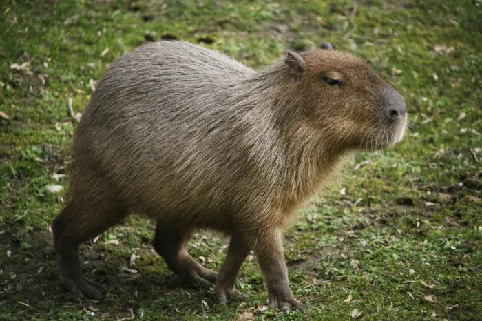 Framed Print : Capybara -Hydrochoerus hydrochaeris-, captive Framed Print : Capybara -Hydrochoerus hydrochaeris-, captive