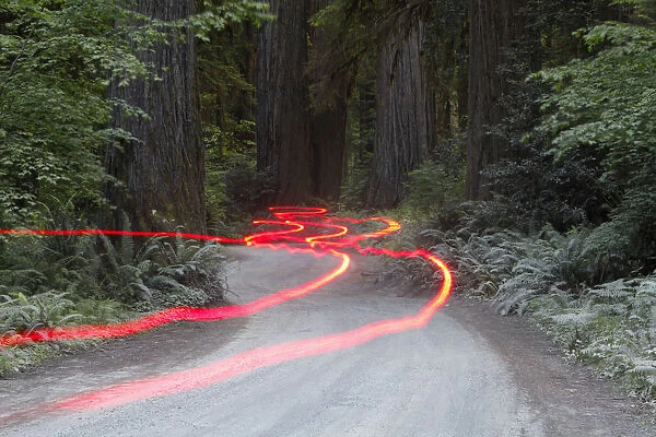 Car lights on a bumpy road, Jedediah Redwoods, California Coast, California, USA