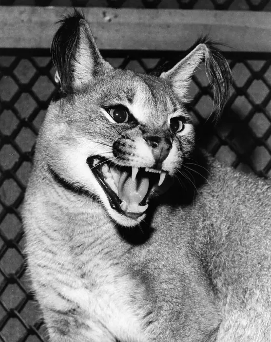 Framed Print : Caracal Lynx Framed Print : Caracal Lynx