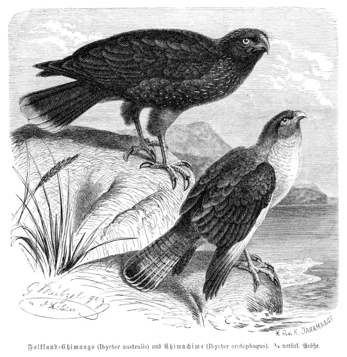 Framed Print : Caracara Falcon engraving 1892 Framed Print : Caracara Falcon engraving 1892