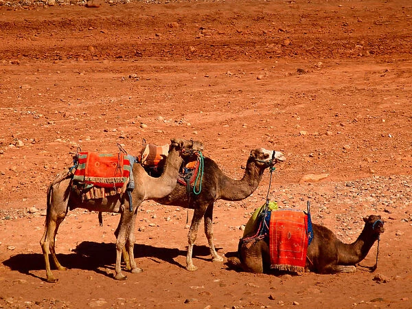Caravan. A small caravan of camels in Ksar Ait Ben HadouaOt Benhaddou is a fortified city