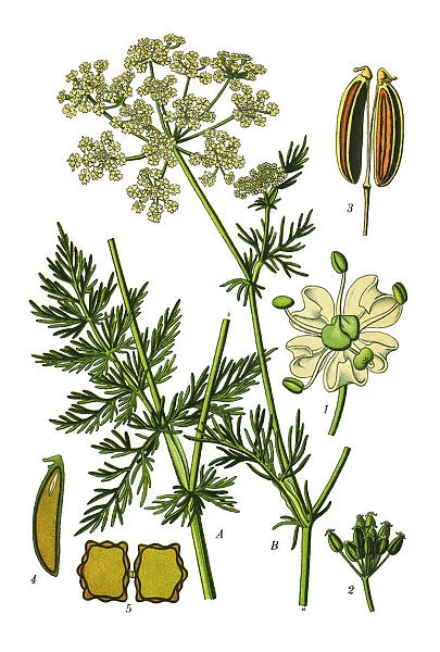 Caraway. Antique illustration of a Medicinal and Herbal Plants.
