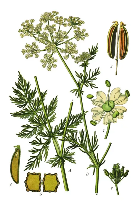 Framed Print : Caraway. Antique illustration of a Medicinal and Herbal Plants. Framed Print : Caraway. Antique illustration of a Medicinal and Herbal Plants.
