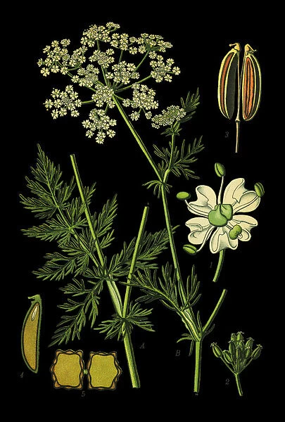Caraway. Antique illustration of a Medicinal and Herbal Plants.