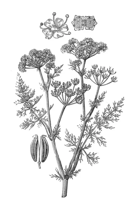 Framed Print : Caraway (Carum carvi) Framed Print : Caraway (Carum carvi)