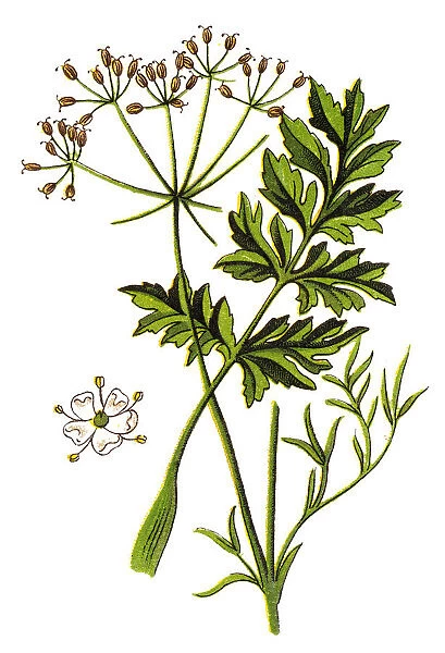Caraway, also known as meridian fennel, and Persian cumin (Carum carvi)