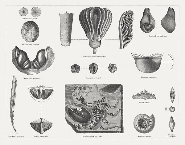Carboniferous fossils, wood engravings, published in 1878