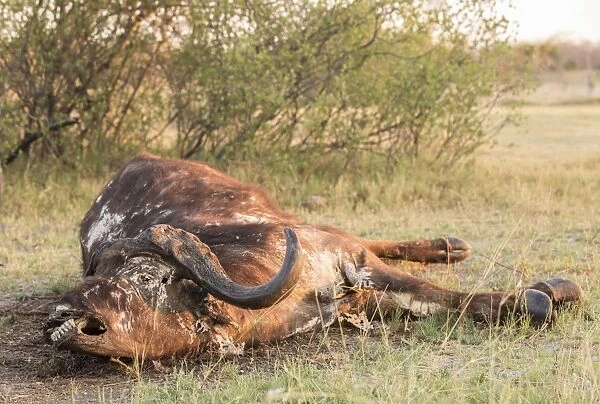 Carcass of a Cape buffalo -Syncerus caffer-, Mamili National Park, Caprivi Strip, Namibia, Africa