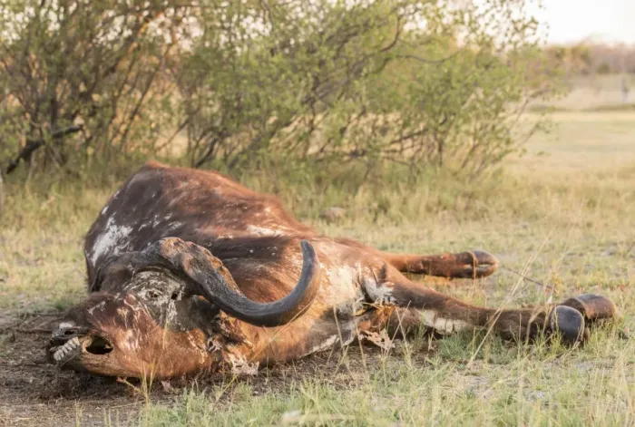 Framed Print : Carcass of a Cape buffalo -Syncerus caffer-, Mamili National Park, Caprivi Strip, Namibia, Africa Framed Print : Carcass of a Cape buffalo -Syncerus caffer-, Mamili National Park, Caprivi Strip, Namibia, Africa