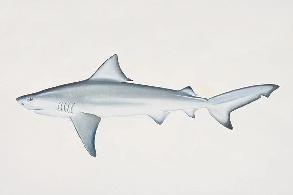 Carcharhinus leucas, Bull Shark, side view