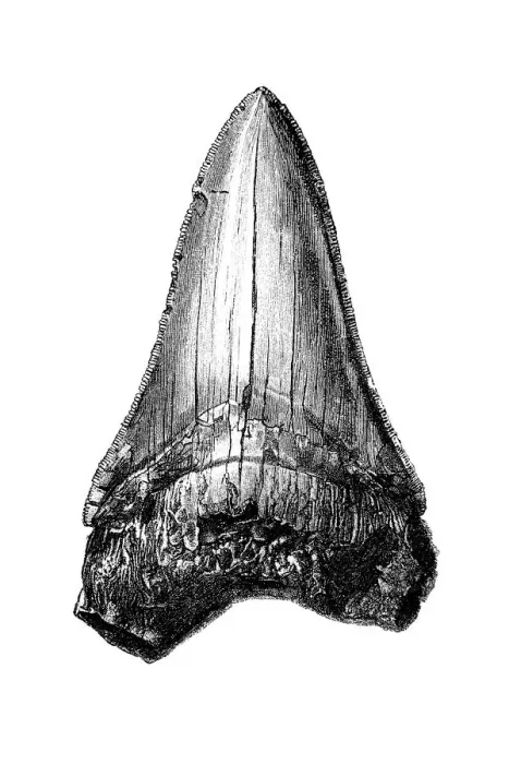 Framed Print : Carcharodon megalodon tooth Framed Print : Carcharodon megalodon tooth