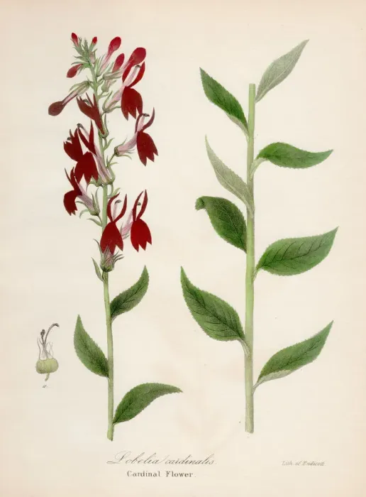 Framed Print : Cardinal flower botanical engraving 1843 Framed Print : Cardinal flower botanical engraving 1843