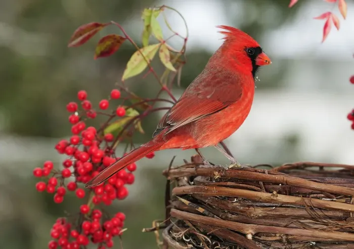 Framed Print : Cardinal perched on grapevine basket Framed Print : Cardinal perched on grapevine basket