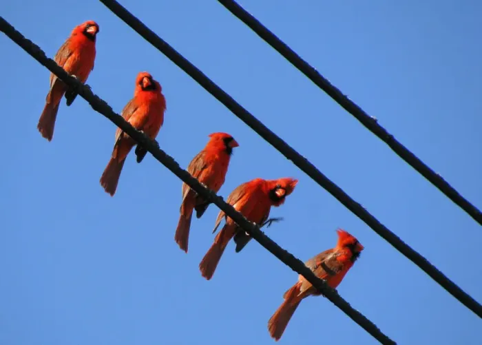 Framed Print : Cardinals perched on wire Framed Print : Cardinals perched on wire