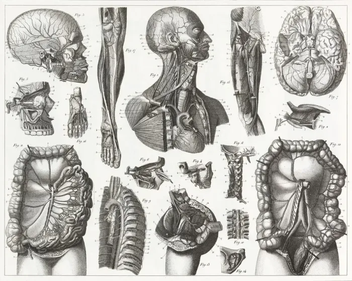Framed Print : Cardiovascular System Engraving Framed Print : Cardiovascular System Engraving