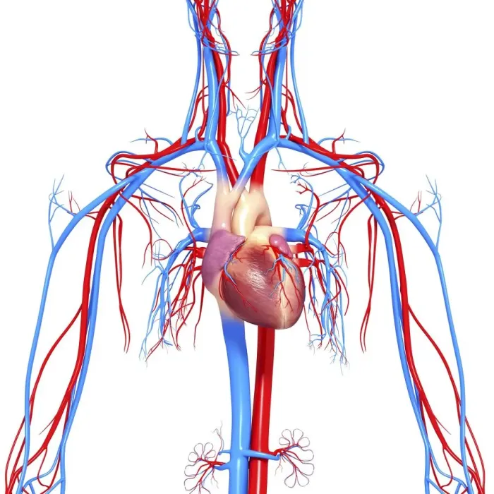Framed Print : Cardiovascular system, artwork