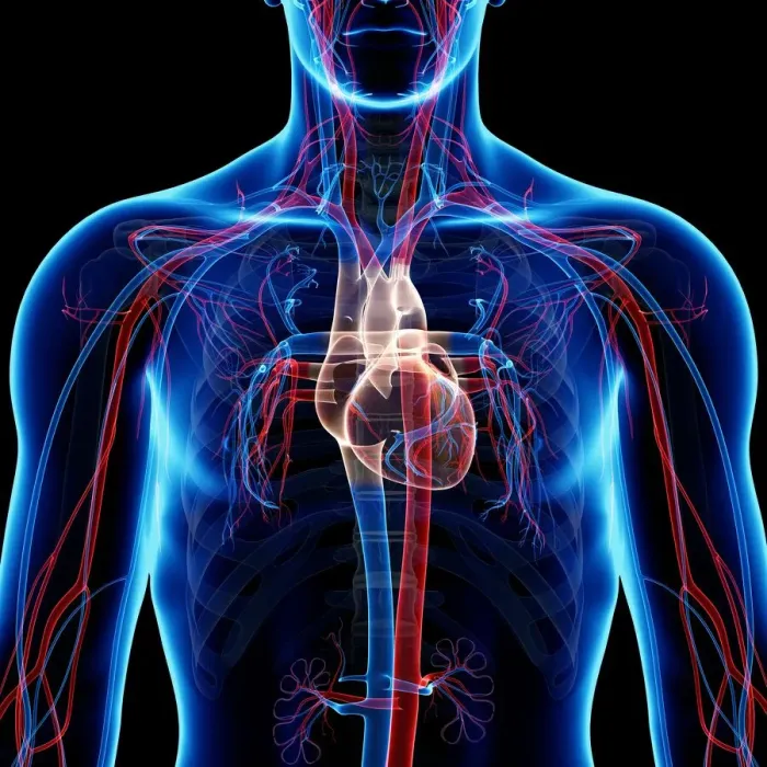 Framed Print : Cardiovascular system, artwork Framed Print : Cardiovascular system, artwork