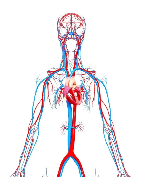 Framed Print : Cardiovascular system, artwork Framed Print : Cardiovascular system, artwork