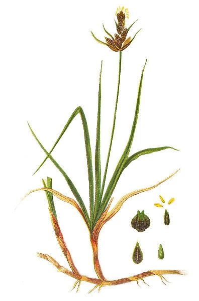 Carex arenaria, or sand sedge