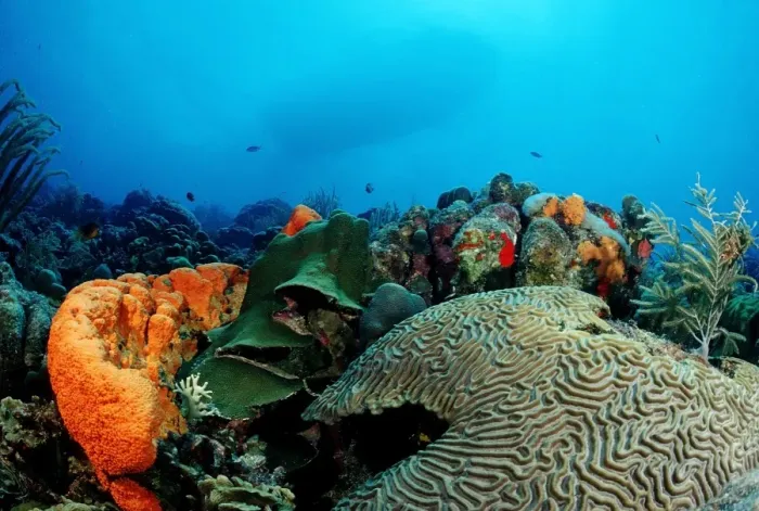 Framed Print : Caribbean coral reef, Caribbean Sea, Belize, Caribbean Framed Print : Caribbean coral reef, Caribbean Sea, Belize, Caribbean