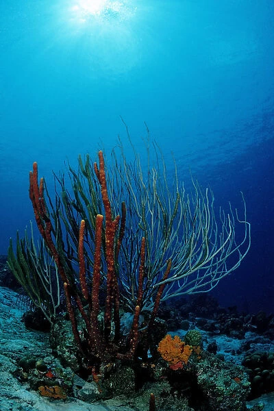 Caribbean coral reef, Cuba, Caribbean Sea