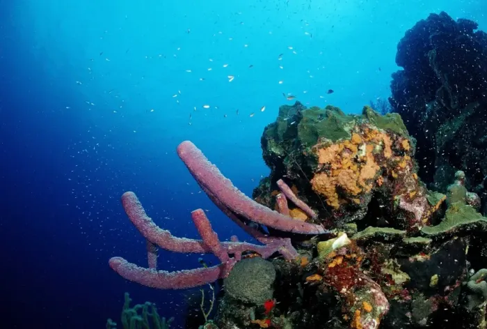 Framed Print : Caribbean coral reef, Tobago, Caribbean Sea Framed Print : Caribbean coral reef, Tobago, Caribbean Sea