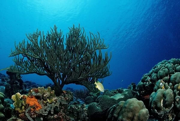 Caribbean coral reef, Trinidad, Caribbean Sea