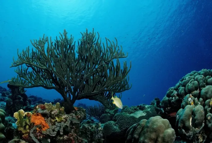 Framed Print : Caribbean coral reef, Trinidad, Caribbean Sea Framed Print : Caribbean coral reef, Trinidad, Caribbean Sea