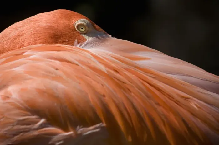 Framed Print : Caribbean Flamingo (Phoenicopterus ruber), close-up of head