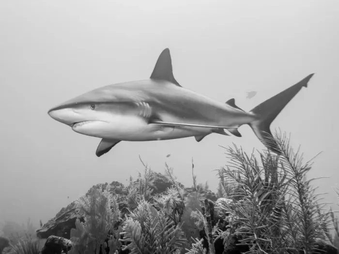 Framed Print : A Caribbean Reef Shark Framed Print : A Caribbean Reef Shark
