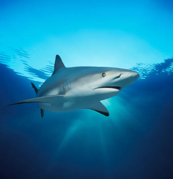 Framed Print : Caribbean Reef Shark Framed Print : Caribbean Reef Shark