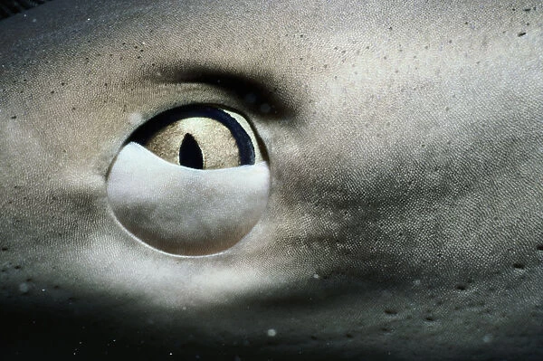 Caribbean reef shark (Carcharhinus perezi), close-up of eye