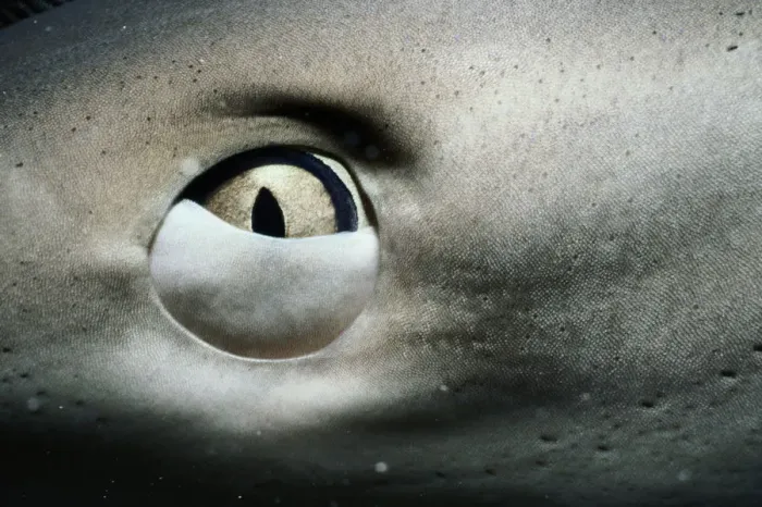 Framed Print : Caribbean reef shark (Carcharhinus perezi), close-up of eye Framed Print : Caribbean reef shark (Carcharhinus perezi), close-up of eye