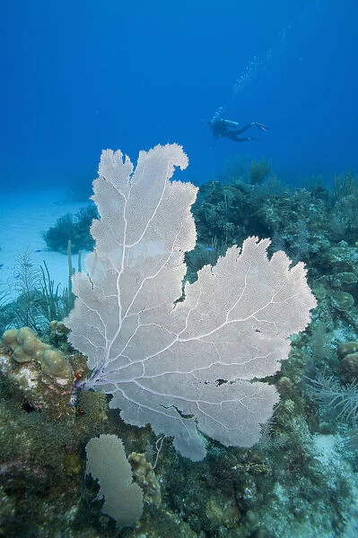 Caribbean Sea, Cayman Islands, Little Cayman Island, Bloody Bay Wall, scuba diver swimming near coral reef