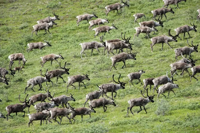 Framed Print : Caribou, Arctic National Wildlife Refuge, Alaska, USA Framed Print : Caribou, Arctic National Wildlife Refuge, Alaska, USA
