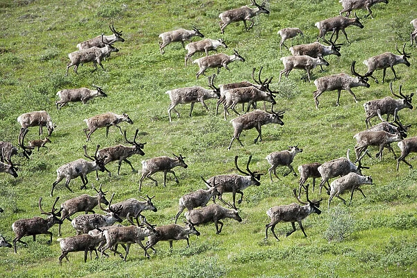 Caribou, Arctic National Wildlife Refuge, Alaska, USA