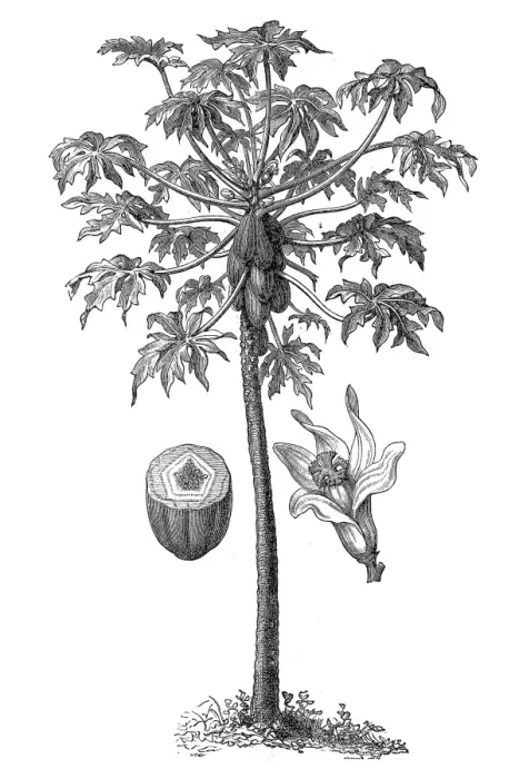 Framed Print : Carica papaya, papaya, pawpaw Framed Print : Carica papaya, papaya, pawpaw