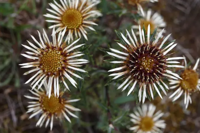 Framed Print : Carline Thistle -Carlina vulgaris-, flowering, Niederlemb, Hesse, Germany, Europe Framed Print : Carline Thistle -Carlina vulgaris-, flowering, Niederlemb, Hesse, Germany, Europe